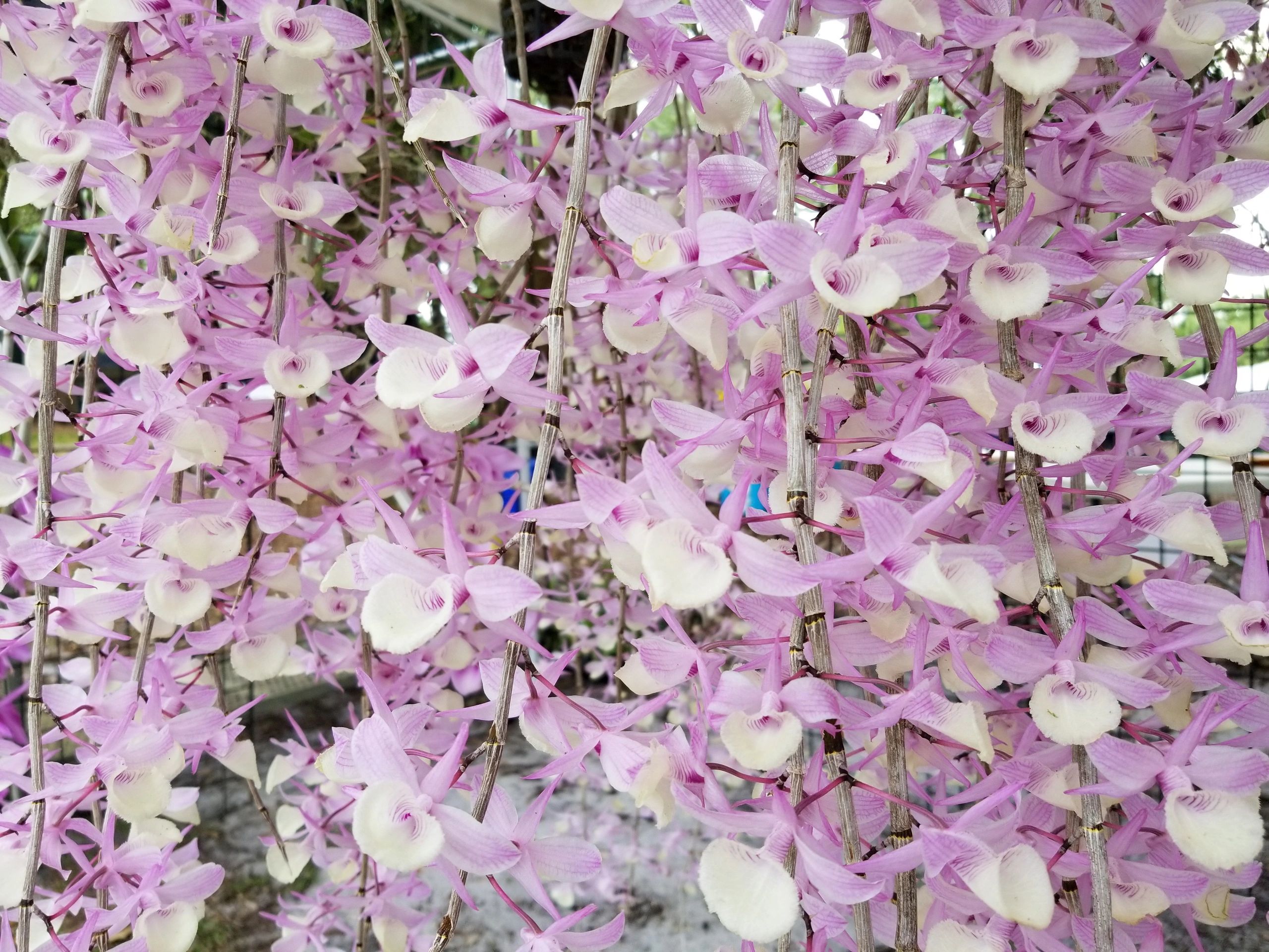 Dendrobium-Species